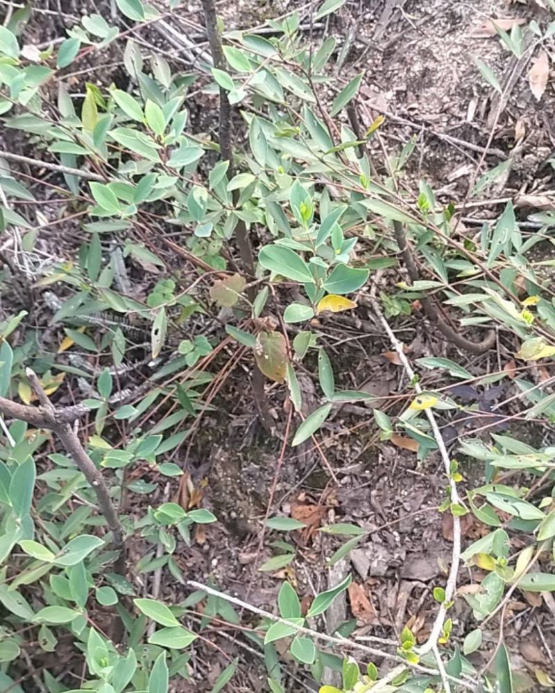 了哥王，纯根，鲜货干净，产地江西，一手货源，自己挖的，