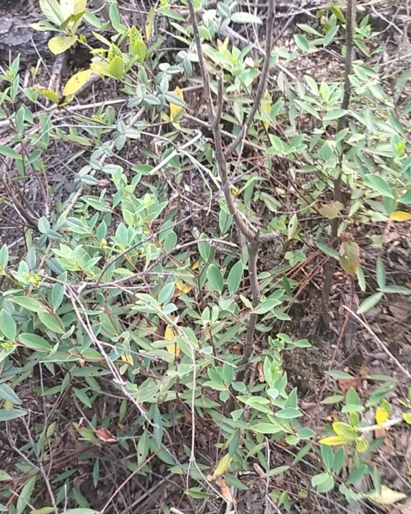 了哥王，纯根，鲜货干净，产地江西，一手货源，自己挖的，