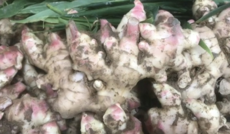 广西田林生姜，大肉姜，白口姜，量大批发，价低！！