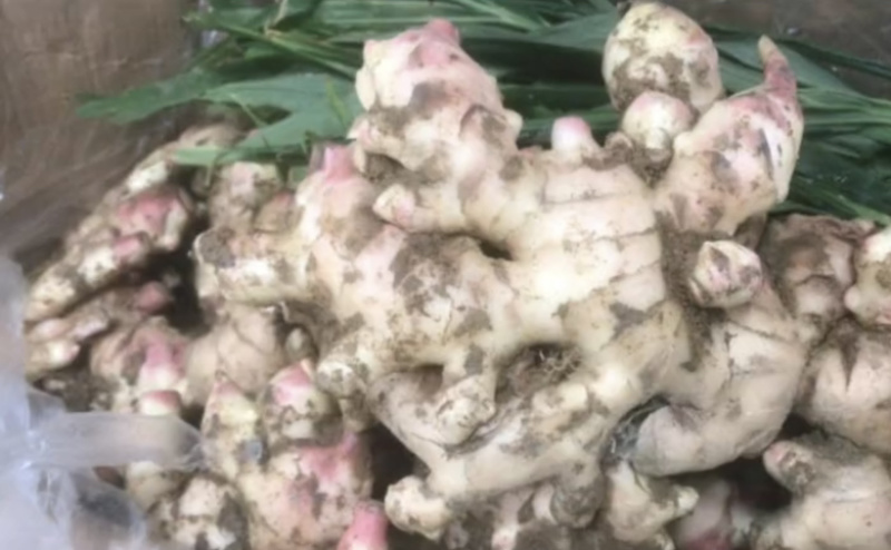 广西田林生姜，大肉姜，白口姜，量大批发，价低！！