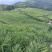 广西田林生姜，大肉姜，白口姜，量大批发，价低！！