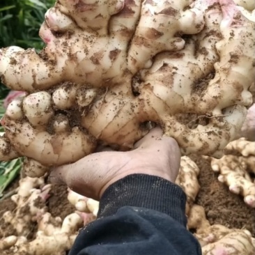 广西田林生姜，大肉姜，白口姜，量大批发，价低！！