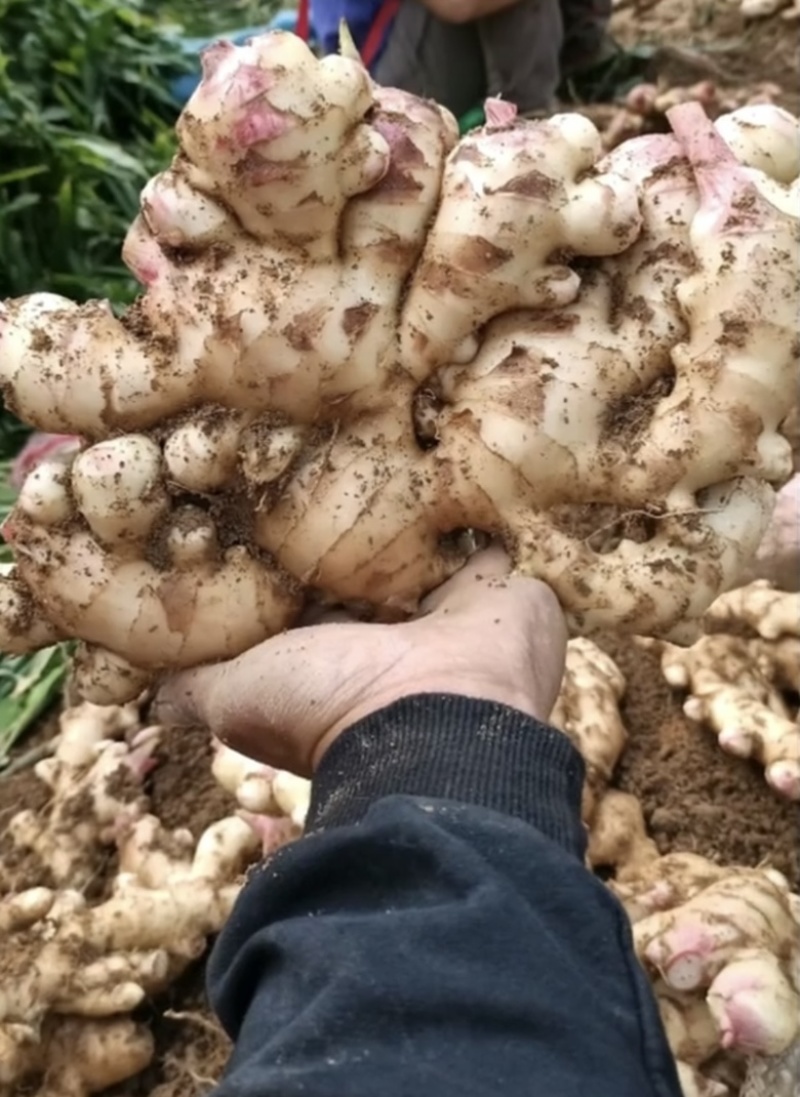 广西田林生姜，大肉姜，白口姜，量大批发，价低！！