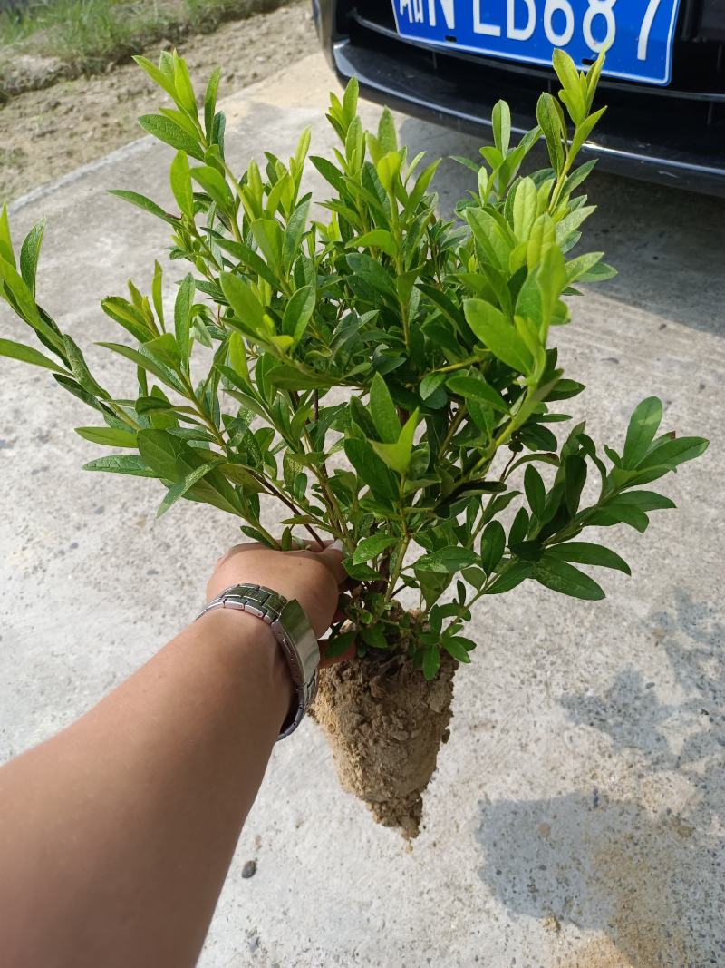 毛鹃16杯分枝多杆子粗壮成活率百分之九十九