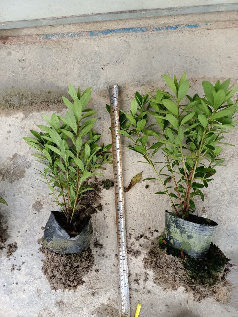 毛鹃16杯分枝多杆子粗壮成活率百分之九十九