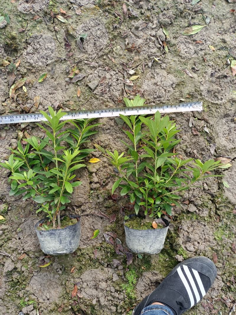 毛鹃16杯分枝多杆子粗壮成活率百分之九十九
