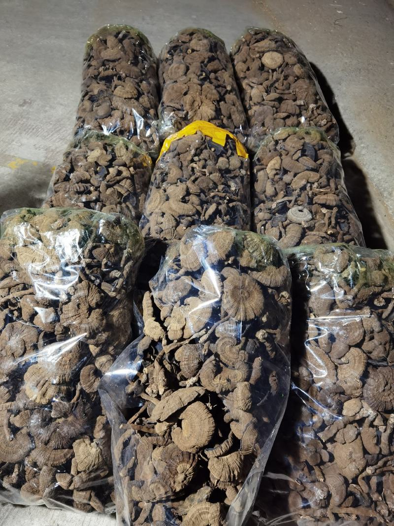 【包邮】野生新货野生香血灵芝一手货源清香香血芝，质量保证