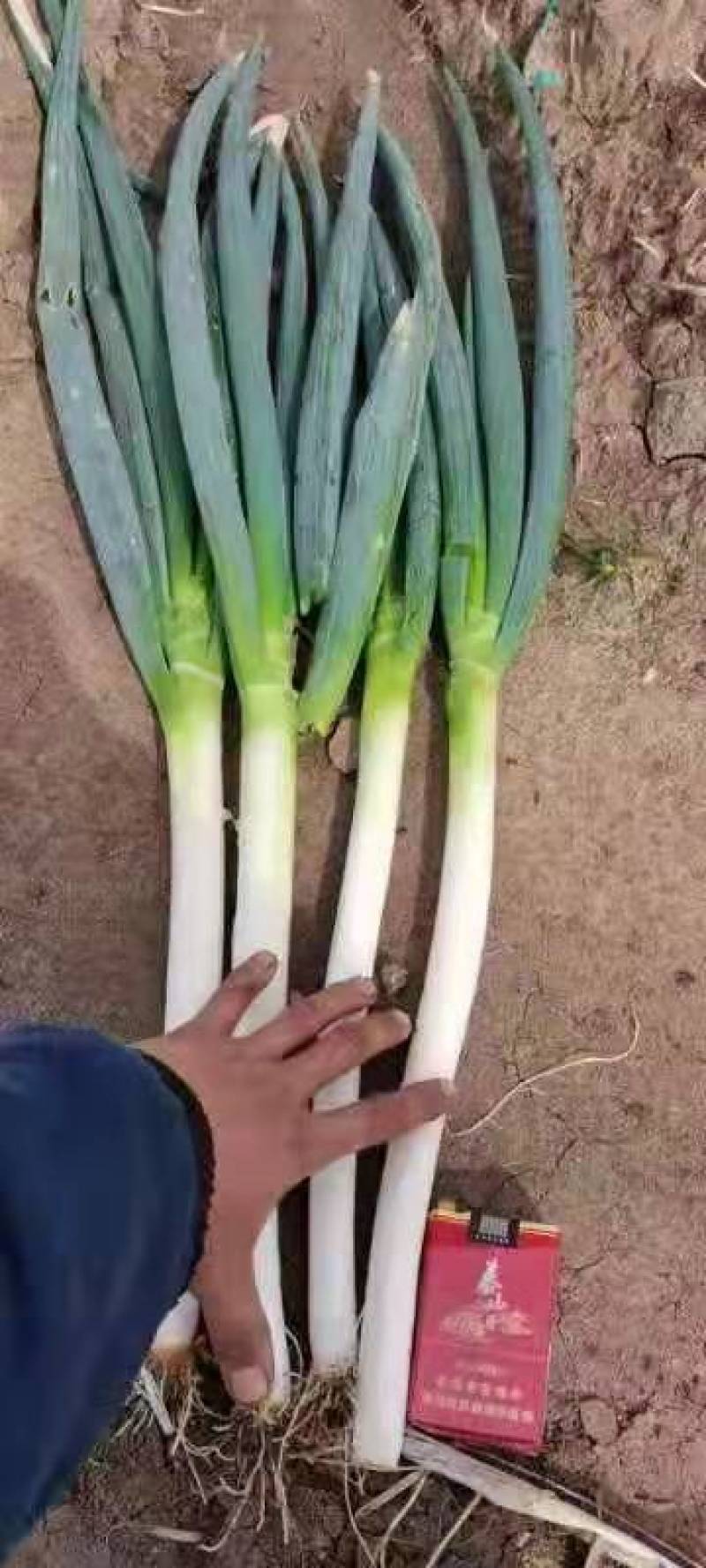 大葱