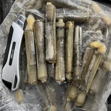 巴基竹蛏，