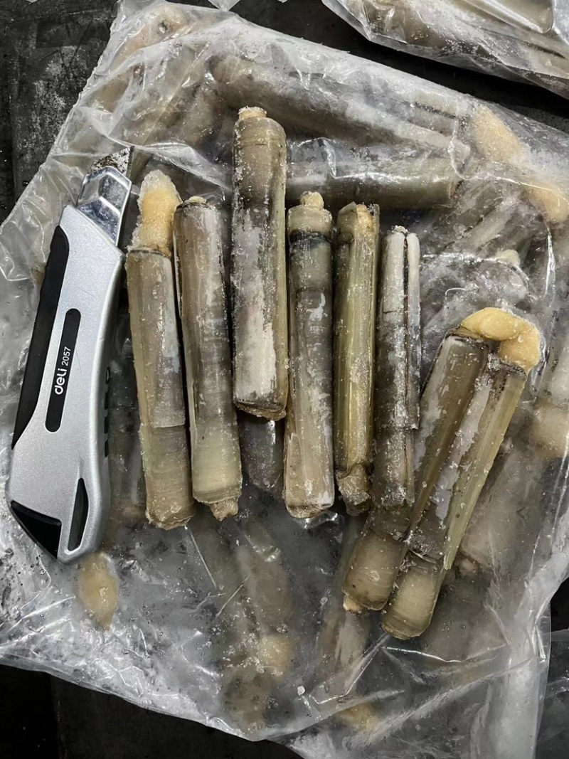 巴基竹蛏，