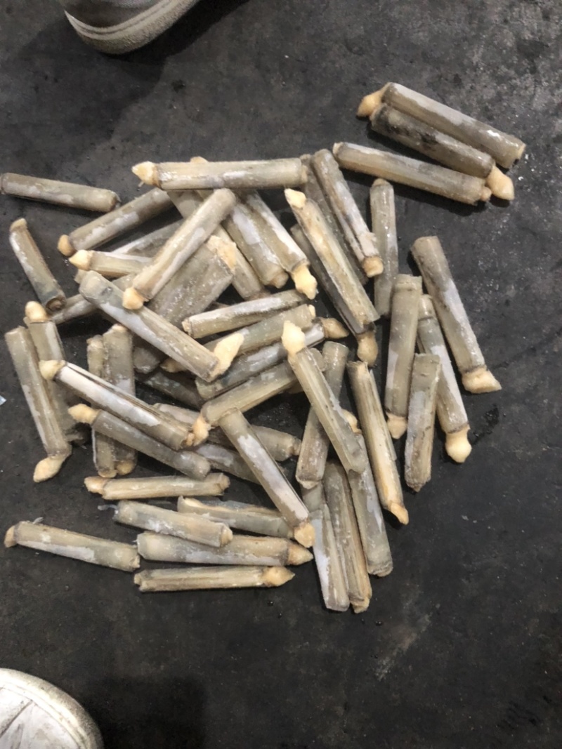 巴基竹蛏，