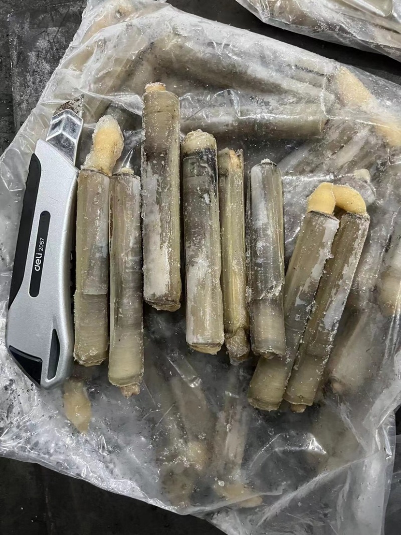 巴基竹蛏，