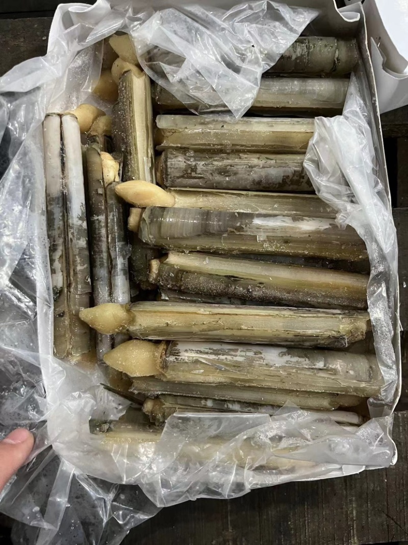 巴基竹蛏，