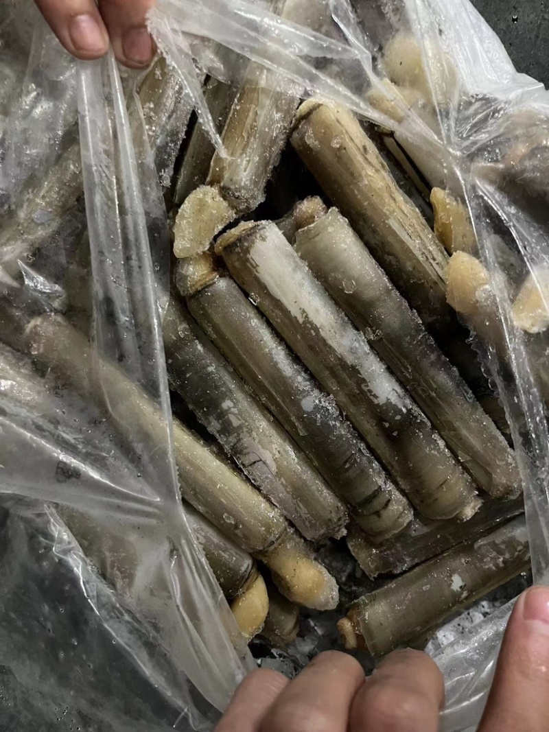 巴基竹蛏，