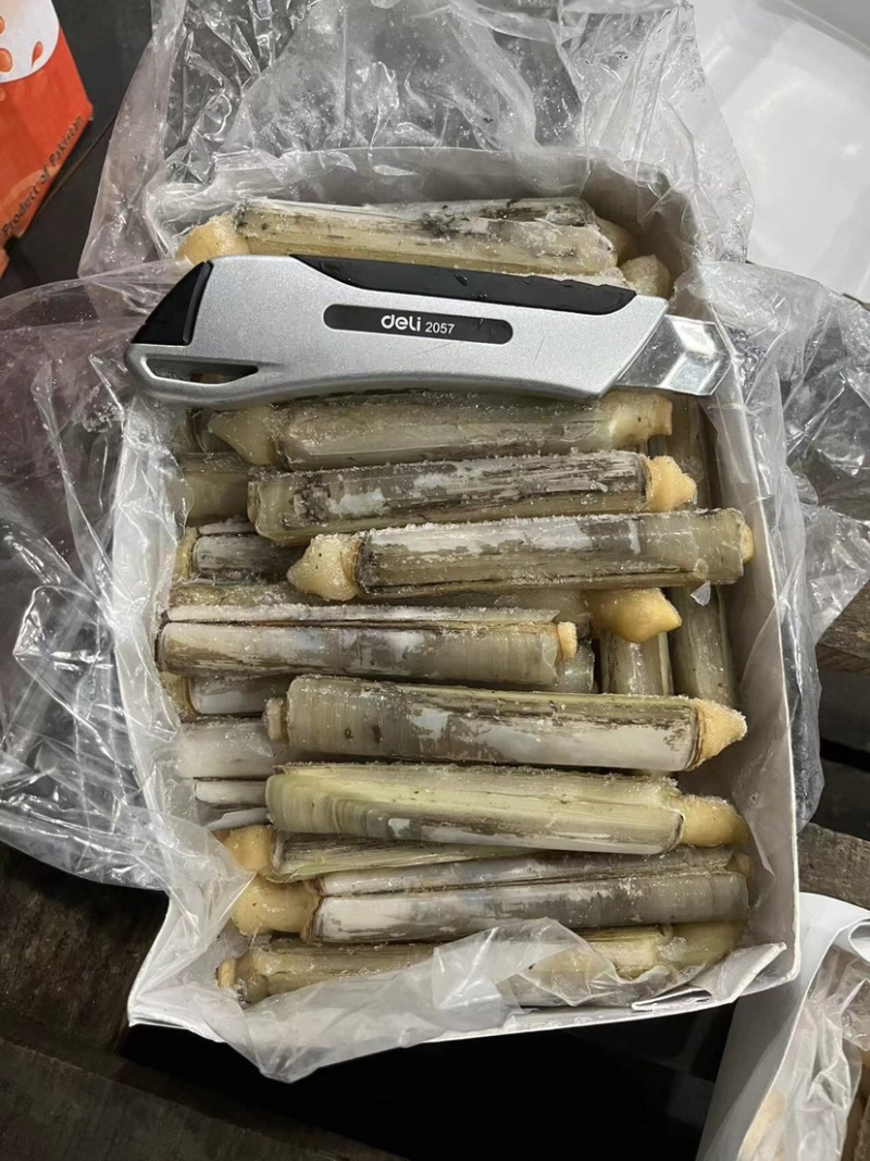 巴基竹蛏，
