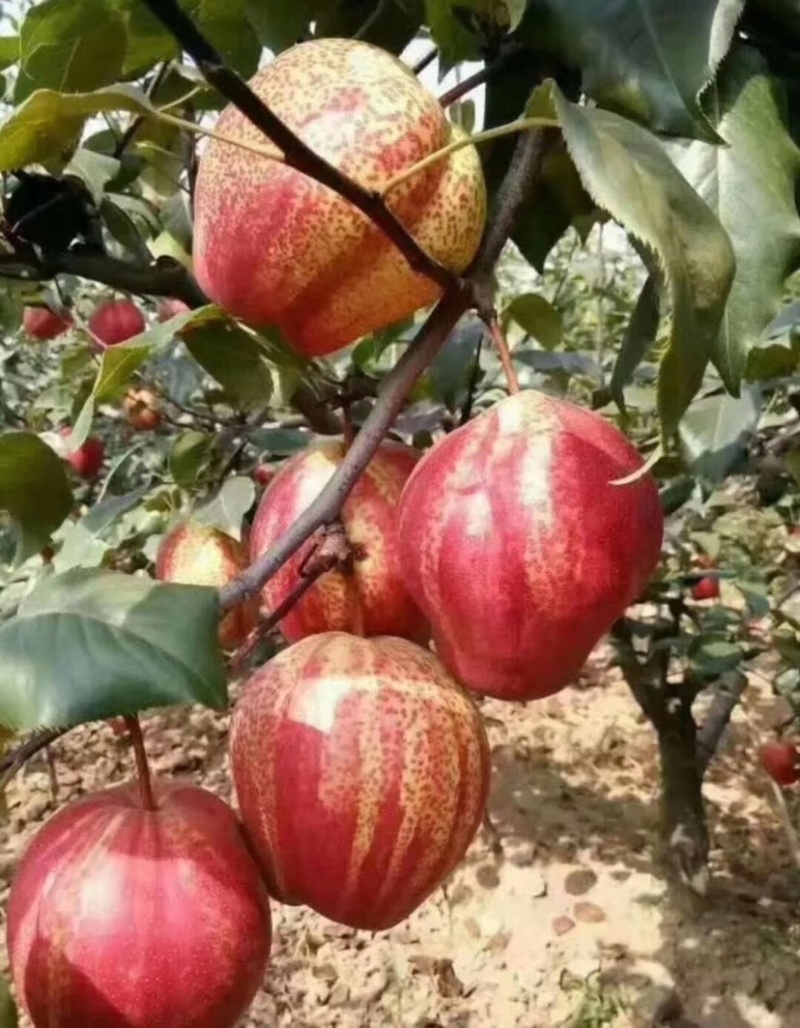 供应早酥红梨树苗、口感香甜，果肉细腻，颜色艳丽