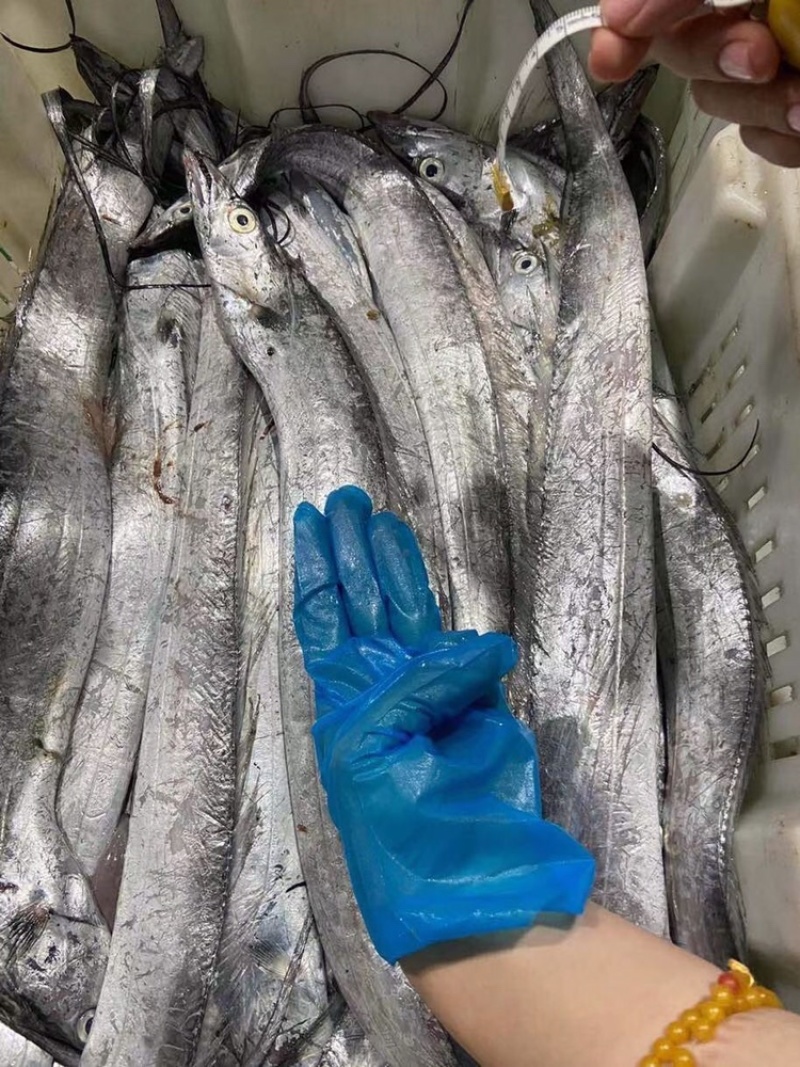 精品威海带鱼