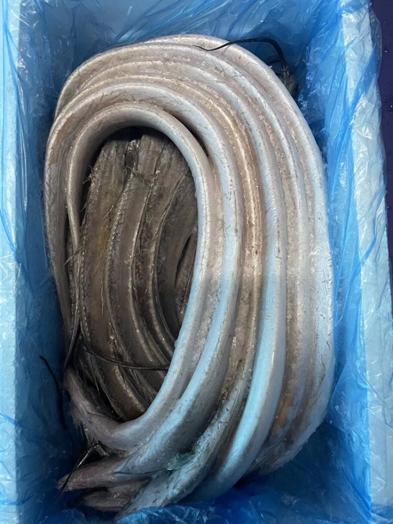 精品威海带鱼