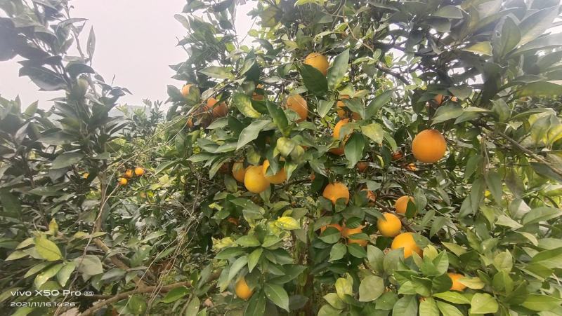 贵州高山原生态脐橙，共20万斤，低价批发。