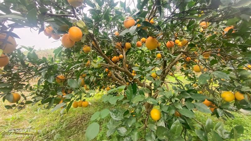 贵州高山原生态脐橙，共20万斤，低价批发。