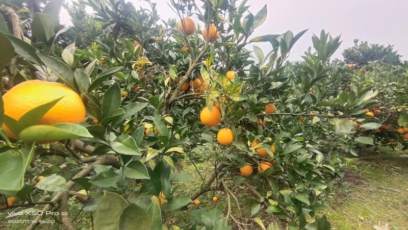 贵州高山原生态脐橙，共20万斤，低价批发。