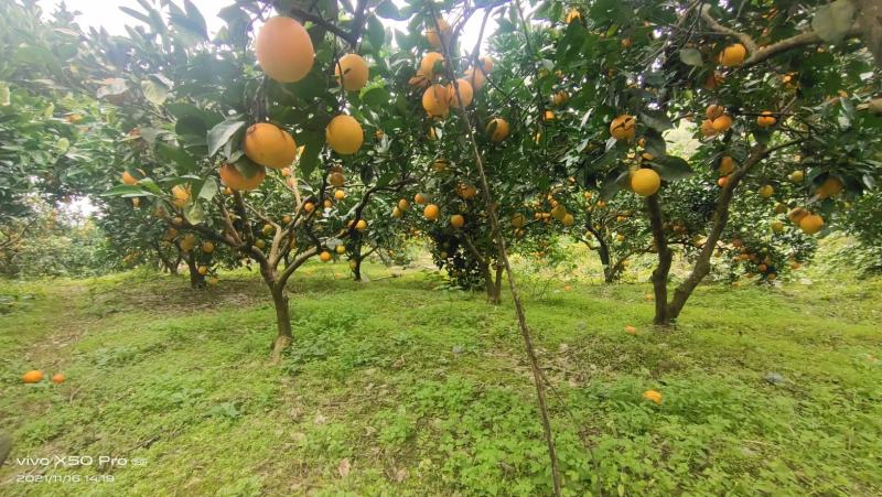 贵州高山原生态脐橙，共20万斤，低价批发。