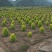 亮晶女贞大小杯苗球类造型树各种规格基地大量供应