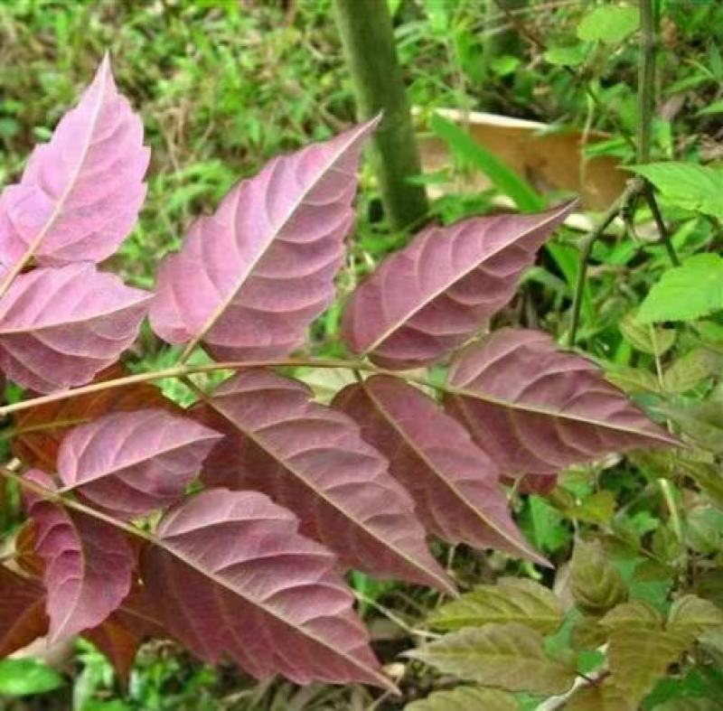 野生藤茶银藤茶莓茶长寿茶回甘好批量从优