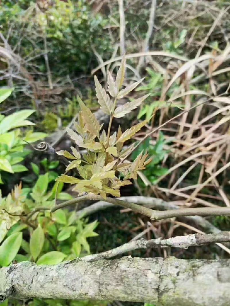 野生藤茶银藤茶莓茶长寿茶回甘好批量从优