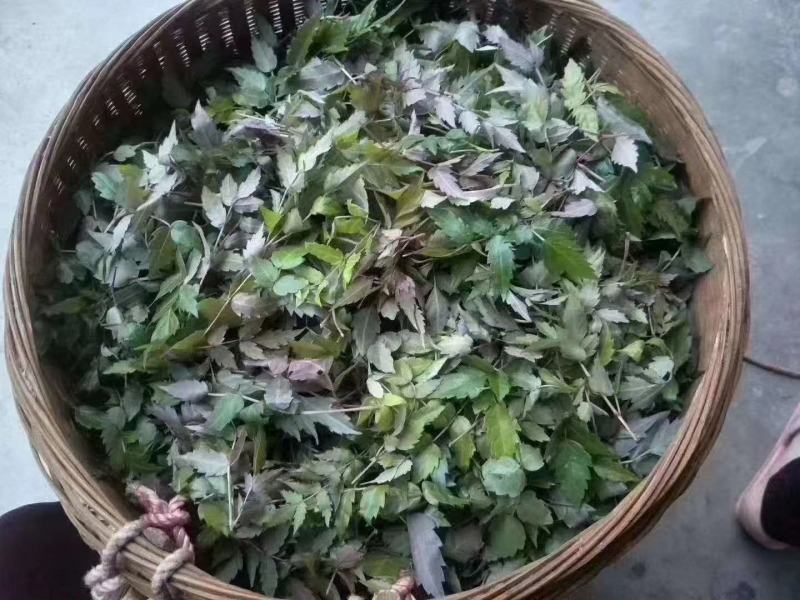 野生藤茶银藤茶莓茶长寿茶回甘好批量从优