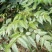 野生藤茶银藤茶莓茶长寿茶回甘好批量从优