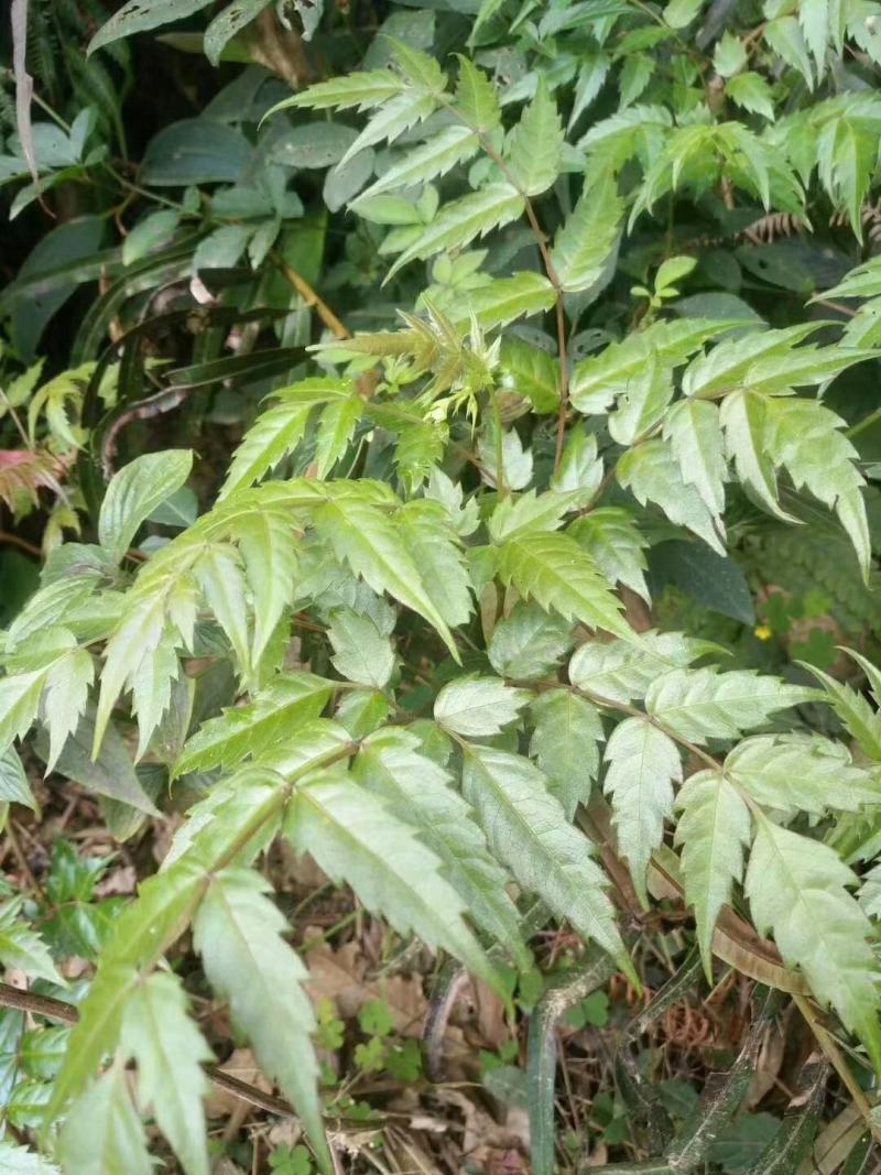 野生藤茶银藤茶莓茶长寿茶回甘好批量从优
