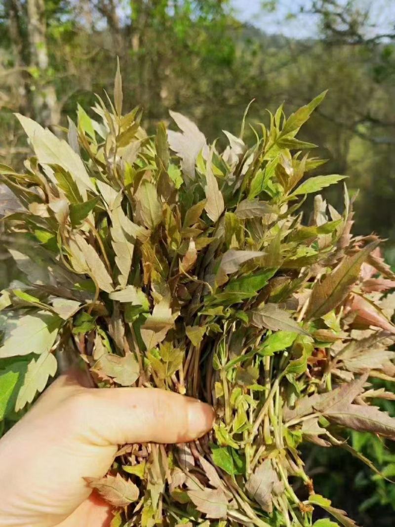 野生藤茶银藤茶莓茶长寿茶回甘好批量从优