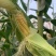 甜玉米
