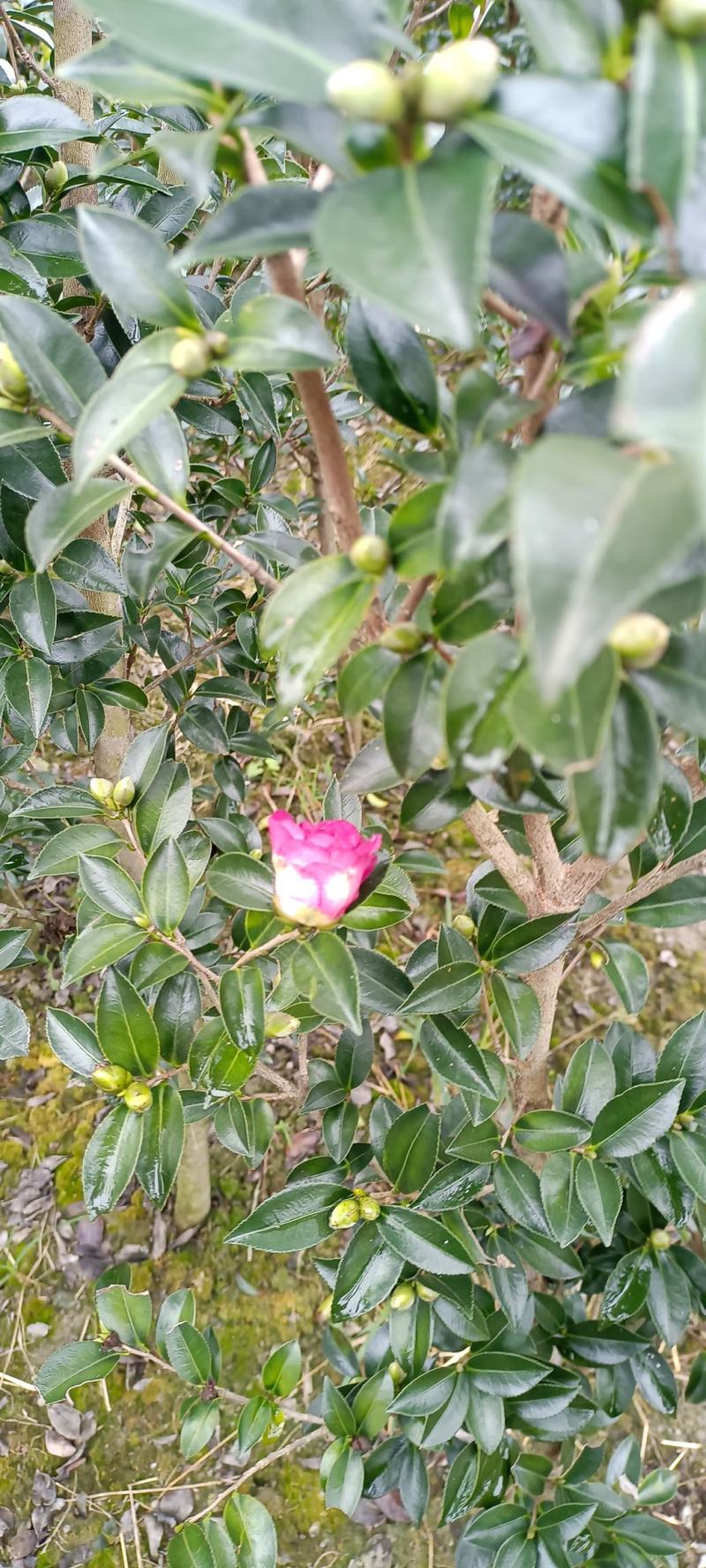 茶梅