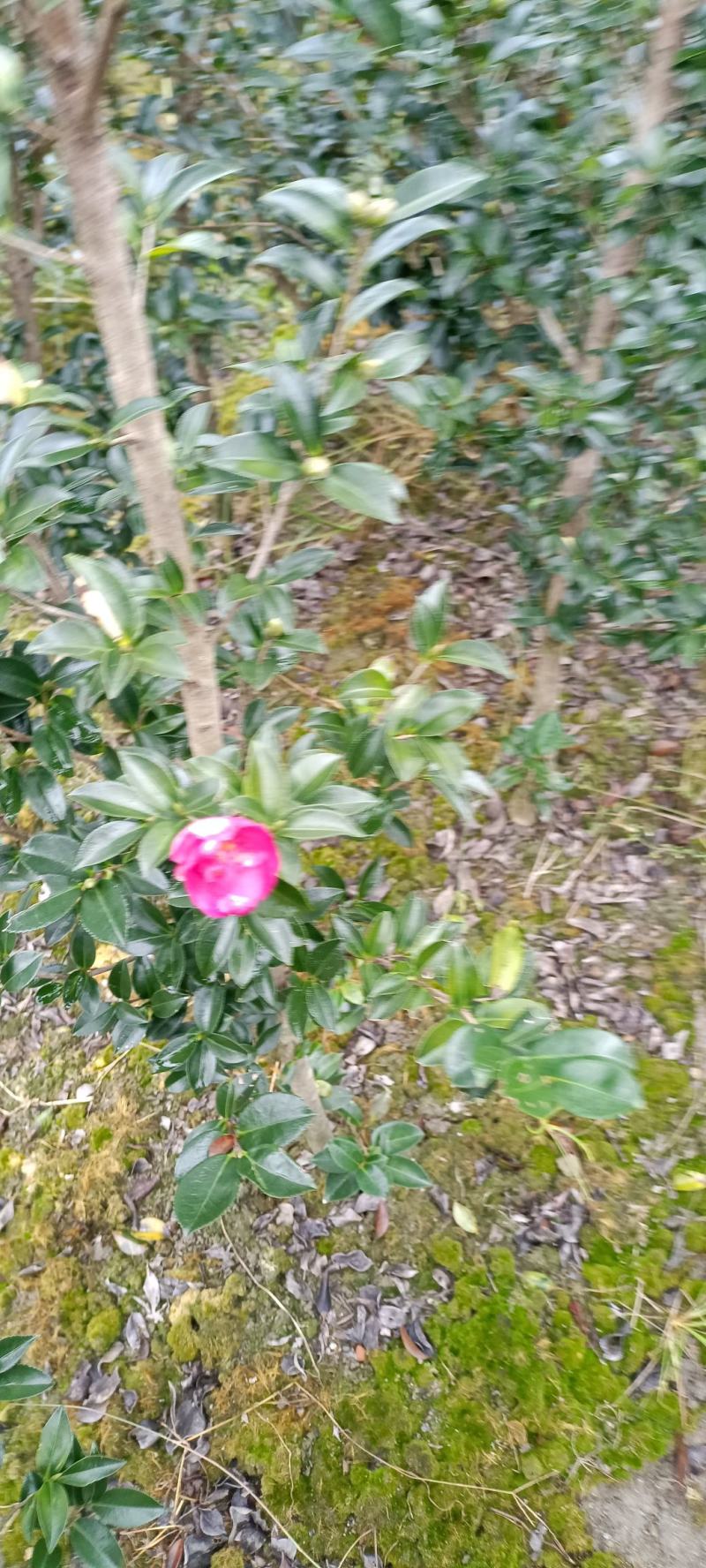 茶梅