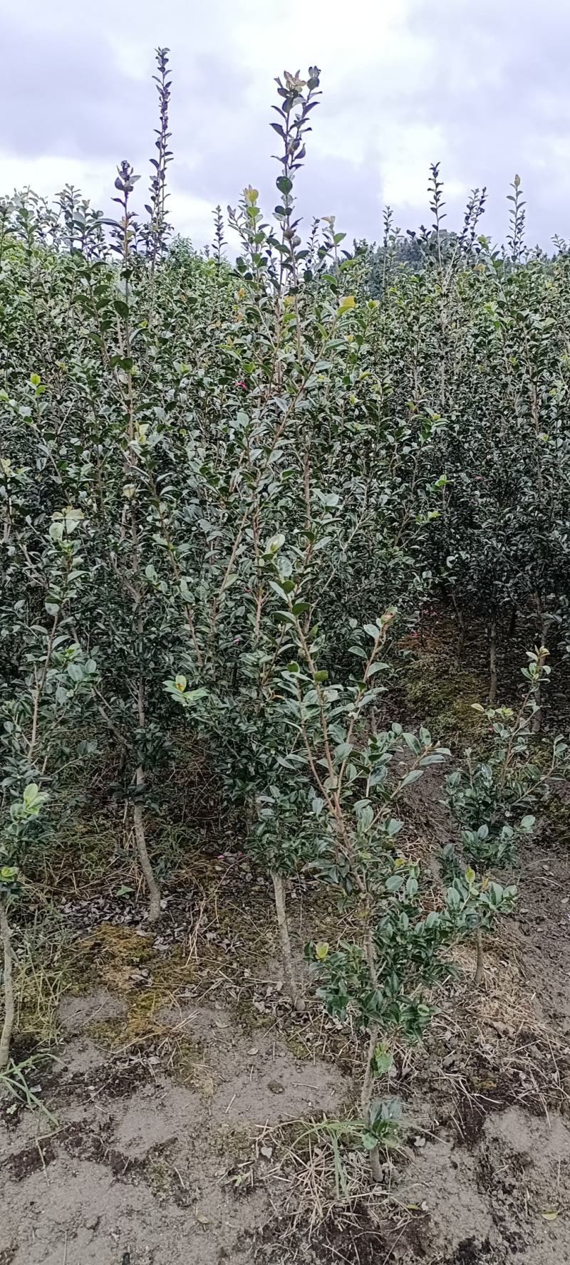 茶梅