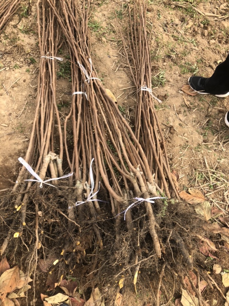 柿子苗，甜柿子树苗，尖柿，苗圃现挖产地直供，纯度100%