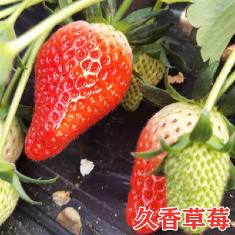草莓秧苗四季草莓苗南北方当年结果奶油草莓苗红颜草莓苗草莓
