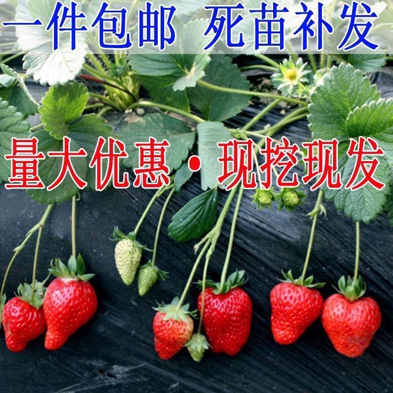草莓秧苗四季草莓苗南北方当年结果奶油草莓苗红颜草莓苗草莓