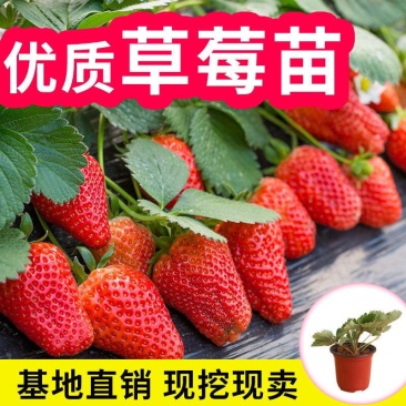 草莓秧苗四季草莓苗南北方当年结果奶油草莓苗红颜草莓苗草莓