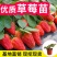 草莓秧苗四季草莓苗南北方当年结果奶油草莓苗红颜草莓苗草莓