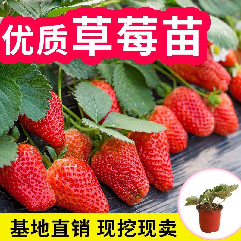 草莓秧苗四季草莓苗南北方当年结果奶油草莓苗红颜草莓苗草莓