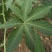 甜茶，甜茶叶，有片状，颗粒状，产地直发量大从优