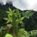 甜茶，甜茶叶，有片状，颗粒状，产地直发量大从优