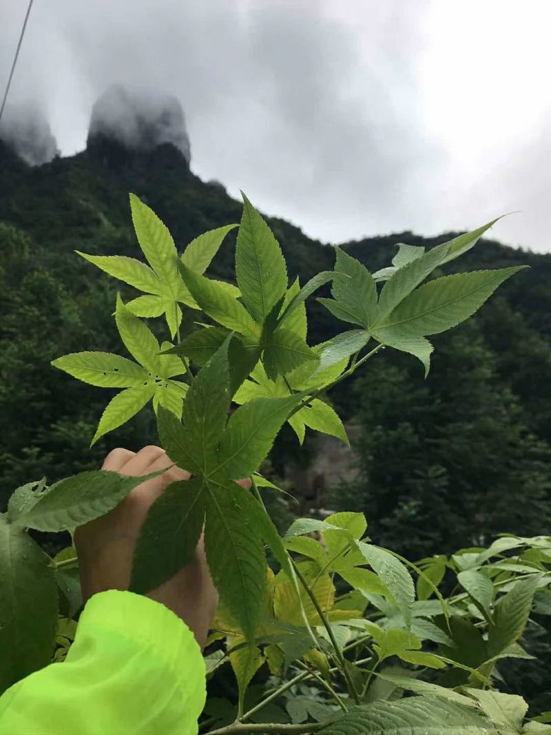 甜茶，甜茶叶，有片状，颗粒状，产地直发量大从优