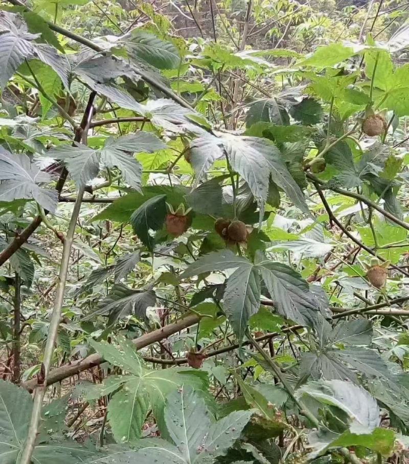甜茶，甜茶叶，有片状，颗粒状，产地直发量大从优