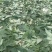 甜茶，甜茶叶，有片状，颗粒状，产地直发量大从优