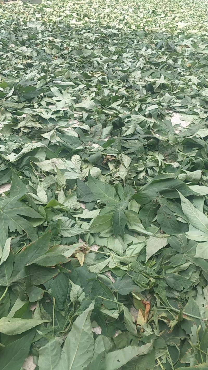 甜茶，甜茶叶，有片状，颗粒状，产地直发量大从优