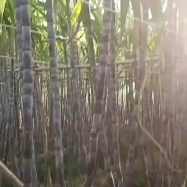广西博白县三滩